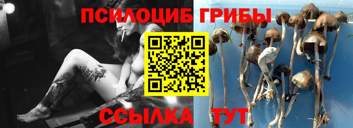 купить наркотик  Галлюциногенные грибы GOLDEN TEACHER  Аша  Псилоцибиновые грибы ЛСД 