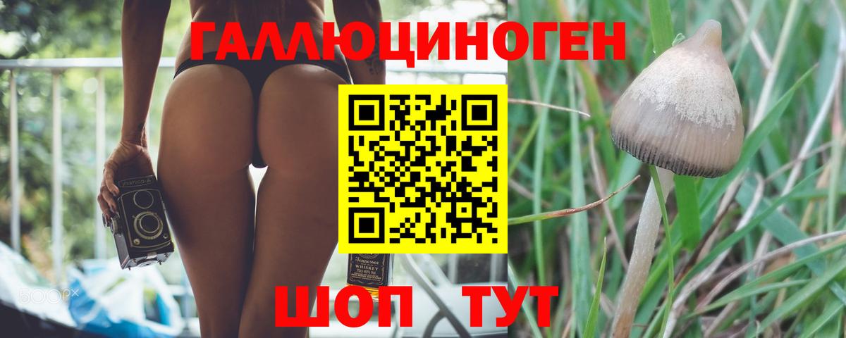 Псилоцибиновые грибы Cubensis Аша